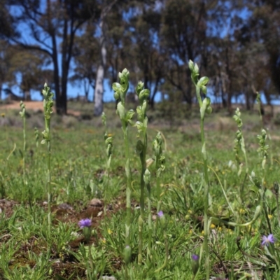 Hymenochilus bicolor (ACT) = Pterostylis bicolor (NSW) (Black-tip Greenhood) at Gundaroo, NSW - 10 Oct 2020 by MaartjeSevenster