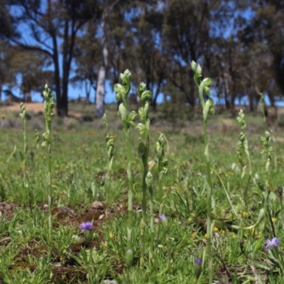 Hymenochilus bicolor (ACT) = Pterostylis bicolor (NSW) (Black-tip Greenhood) at MTR591 at Gundaroo - 10 Oct 2020 by MaartjeSevenster