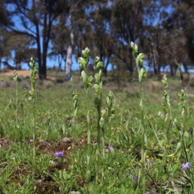 Hymenochilus bicolor (Black-tip Greenhood) at Gundaroo, NSW - 10 Oct 2020 by MaartjeSevenster