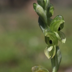 Hymenochilus bicolor at Gundaroo, NSW - 10 Oct 2020