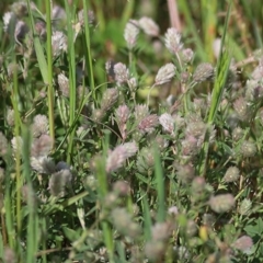 Trifolium arvense var. arvense (Haresfoot Clover) at Wodonga - 10 Oct 2020 by Kyliegw