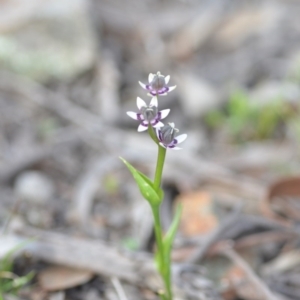 Wurmbea dioica subsp. dioica at Wamboin, NSW - 11 Sep 2020 06:33 PM