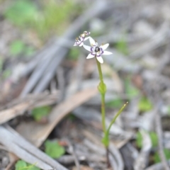 Wurmbea dioica subsp. dioica at Wamboin, NSW - 11 Sep 2020 06:33 PM