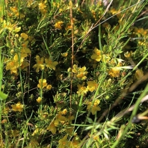 Hibbertia riparia at Wodonga, VIC - 10 Oct 2020 11:00 AM