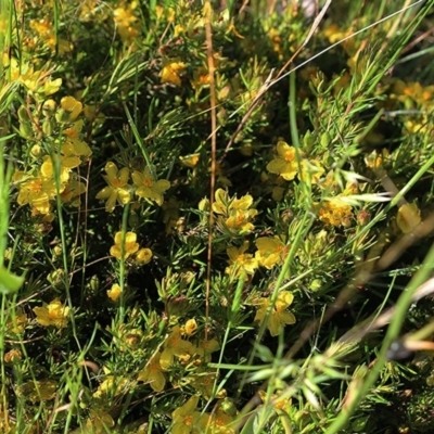 Hibbertia riparia (Erect Guinea-flower) at Wodonga, VIC - 10 Oct 2020 by Kyliegw