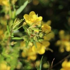 Hibbertia riparia at Wodonga, VIC - 10 Oct 2020 11:00 AM