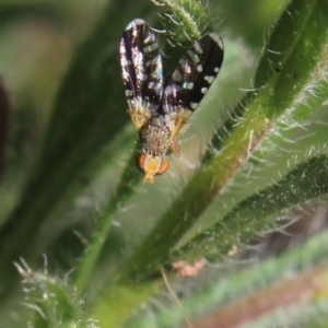 Spathulina acroleuca at Gundaroo, NSW - 27 Sep 2020