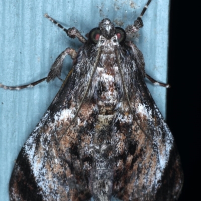 Salma pyrastis (A Pyralid moth (Epipaschiinae subfam.)) at Lilli Pilli, NSW - 7 Oct 2020 by jb2602