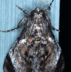 Salma pyrastis (Epipaschiinae) at Lilli Pilli, NSW - 7 Oct 2020 by jbromilow50