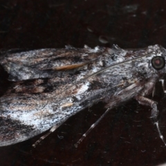 Salma pyrastis at Lilli Pilli, NSW - 7 Oct 2020