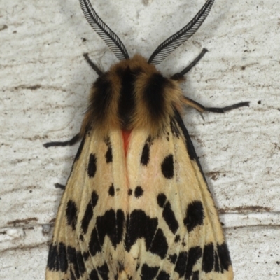 Ardices curvata (Crimson Tiger Moth) at Lilli Pilli, NSW - 7 Oct 2020 by jb2602