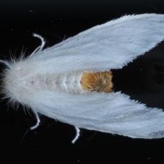Acyphas (genus) (An Erebid moth) at Lilli Pilli, NSW - 7 Oct 2020 by jbromilow50