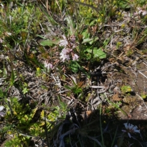 Lissanthe strigosa subsp. subulata at Kowen, ACT - 1 Oct 2020