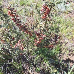 Daviesia genistifolia at Kowen, ACT - 1 Oct 2020