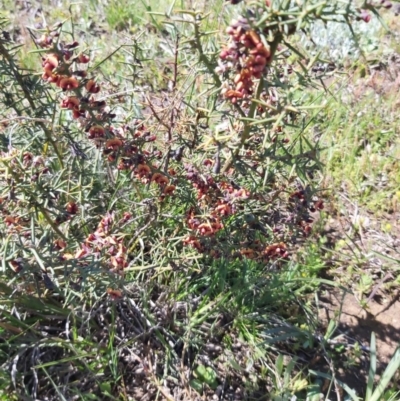 Daviesia genistifolia (Broom Bitter Pea) at Kowen, ACT - 1 Oct 2020 by jamesjonklaas