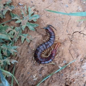 Cormocephalus aurantiipes at Thurgoona, NSW - 10 Oct 2020