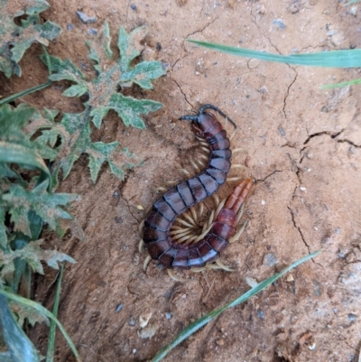 Cormocephalus aurantiipes (Orange-legged Centipede) at Albury - 10 Oct 2020 by ChrisAllen