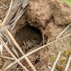 Tasmanicosa sp. (genus) (Unidentified Tasmanicosa wolf spider) at Albury - 9 Oct 2020 by ChrisAllen