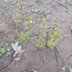 Drosera (genus) (A Sundew) at Conder, ACT - 5 Oct 2020 by jamesjonklaas
