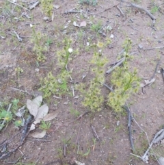 Drosera sp. (A Sundew) at Tuggeranong Hill - 5 Oct 2020 by jamesjonklaas