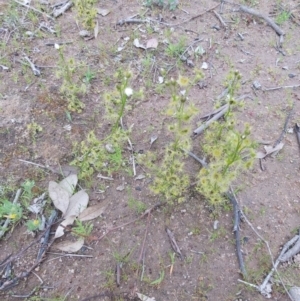 Drosera sp. at Conder, ACT - 5 Oct 2020