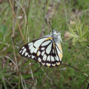 Belenois java at Cook, ACT - 9 Oct 2020