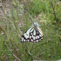 Belenois java at Cook, ACT - 9 Oct 2020 02:32 PM