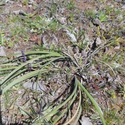 Lomandra multiflora (Many-flowered Matrush) at Kowen, ACT - 1 Oct 2020 by jamesjonklaas