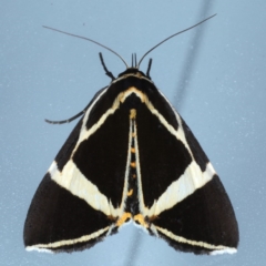 Fodina ostorius (Fodina ostorius) at Lilli Pilli, NSW - 6 Oct 2020 by jbromilow50