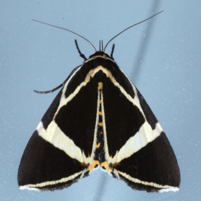 Fodina ostorius (Fodina ostorius) at Lilli Pilli, NSW - 6 Oct 2020 by jbromilow50