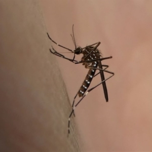 Aedes (Rampamyia) notoscriptus at Kambah, ACT - 10 Oct 2020