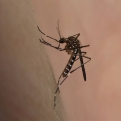 Aedes (Rampamyia) notoscriptus at Kambah, ACT - 10 Oct 2020