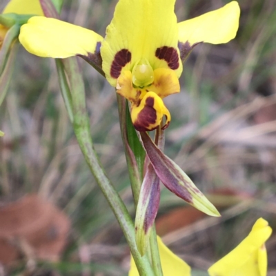 Diuris sulphurea (Tiger Orchid) at Pambula Preschool - 8 Oct 2020 by Carine