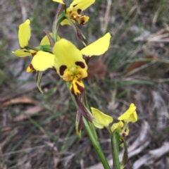 Diuris sulphurea at Ben Boyd National Park - 8 Oct 2020