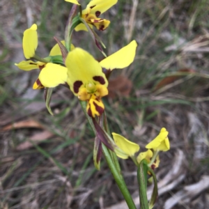 Diuris sulphurea at Beowa National Park - suppressed