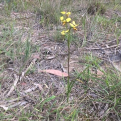 Diuris sulphurea at Ben Boyd National Park - 8 Oct 2020