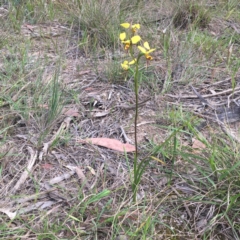 Diuris sulphurea at Beowa National Park - suppressed