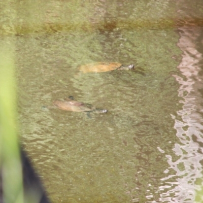 Emydura macquarii (Macquarie Turtle) at Springdale Heights, NSW - 10 Oct 2020 by PaulF