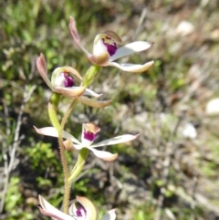 Caladenia cucullata (Lemon Caps) at Yass River, NSW - 10 Oct 2020 by SenexRugosus