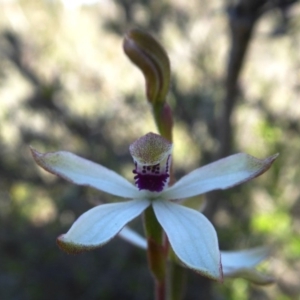 Caladenia cucullata at Yass River, NSW - 10 Oct 2020