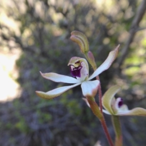 Caladenia cucullata at Yass River, NSW - suppressed