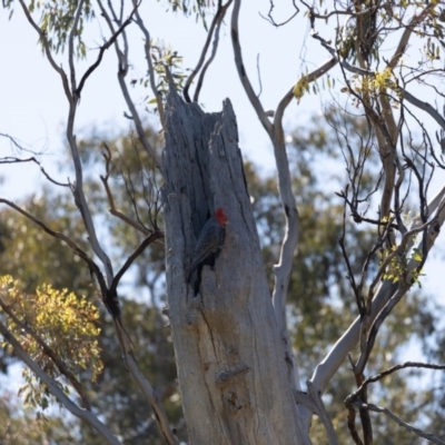 Callocephalon fimbriatum (Gang-gang Cockatoo) at Mount Ainslie - 9 Oct 2020 by KarinNeufeld