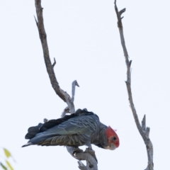 Callocephalon fimbriatum (Gang-gang Cockatoo) at Mount Ainslie - 9 Oct 2020 by KarinNeufeld