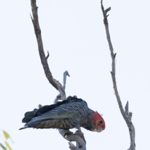 Callocephalon fimbriatum at Ainslie, ACT - suppressed