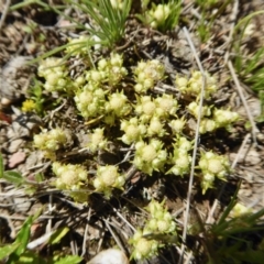 Siloxerus multiflorus (Small Wrinklewort) at Yass River, NSW - 10 Oct 2020 by SenexRugosus