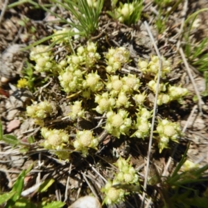 Siloxerus multiflorus at Yass River, NSW - suppressed