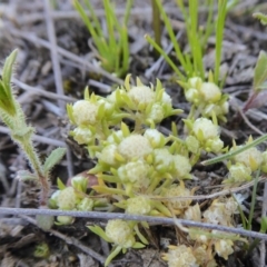 Siloxerus multiflorus at Yass River, NSW - 10 Oct 2020