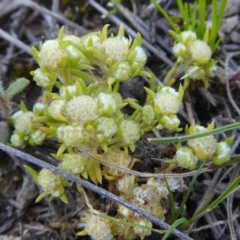 Siloxerus multiflorus at Yass River, NSW - 10 Oct 2020