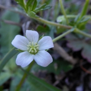 Geranium solanderi at Yass River, NSW - 10 Oct 2020 01:06 PM