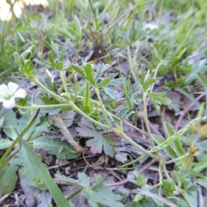 Geranium solanderi at Yass River, NSW - 10 Oct 2020 01:06 PM